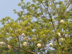 -西双版纳融创皇冠假日度假酒店