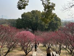 -无锡梅园公园