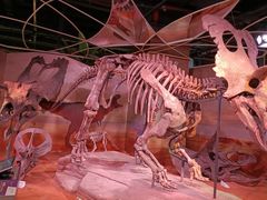 -正佳自然科学博物馆