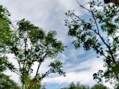 -莲花山公园