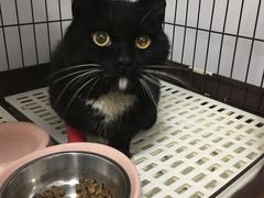 -宠爱国际动物医院· 猫科· 外科·中兽医(长白店)