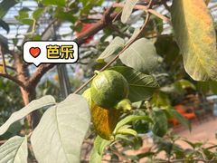 -北戴河集发农业梦想王国