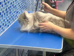 -瑞鹏宠物医院·宠保定点·心脏科·内科(御桥分院)