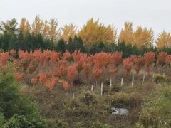 -秦岭风景区