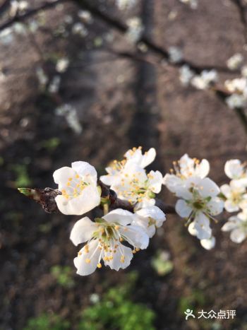 3月春天到了，万物苏醒，花朵也争相开放
