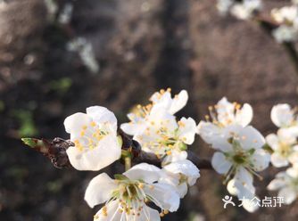 3月春天到了，万物苏醒，花朵也争相开放