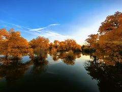 -金塔沙漠胡杨林景区