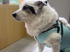 -美联众合动物医院·24h转诊中心