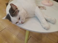 -猫咪派对(江南西店)