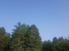 -红花尔基樟子松国家森林公园