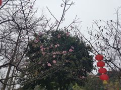 -广州市帽峰山景区