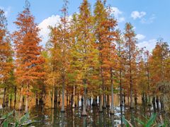 -白鹭湾湿地公园