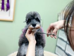 -鑫艺宠物美容培训学校