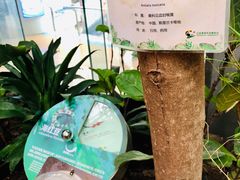 -正佳雨林生态植物园