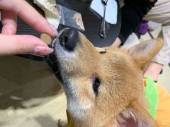 -逗柴咖啡屋·狗咖猫咖宠物桌游