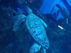 -芜湖新华联大白鲸海洋公园