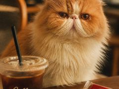 -滚猫咖啡·猫咖·猫友好撸猫(未来城店)