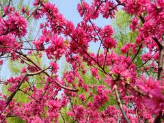 -莲花池公园
