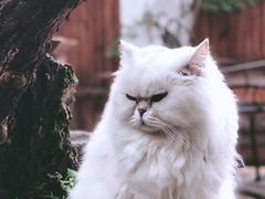 -喵屿·大理花园猫咖