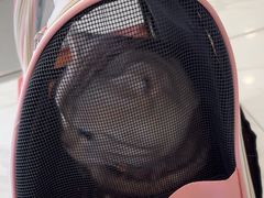 -艾吉宠物医院·疑难杂症转诊中心·猫友好(碧江路院)