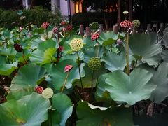 -苏州香山国际大酒店