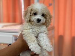 -翊宠yipet猫狗购宠庄园犬舍•猫舍