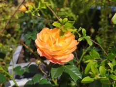 -艾溪湖湿地公园