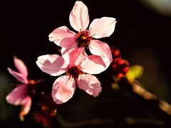 -桃花涧