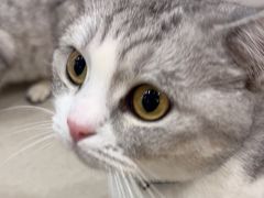 -共舞时光猫咖·狗咖(新街口店)