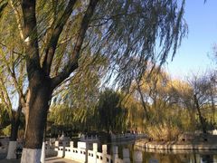 -莲花池公园
