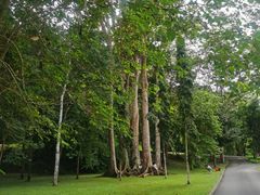 -中国科学院西双版纳热带植物园