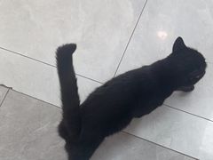 -中农大我爱我爱动物医院·核磁CT·猫病·24小时夜诊中心(石佛营店)