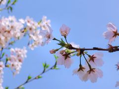 -顾村公园