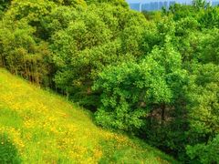 -西湖风景区-江洋畈生态公园