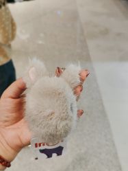 -IMON·HANSA潮玩玩偶毛绒玩具(通州万象汇店)