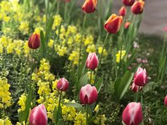 -百美汇影城(LUXE嘉里中心店)