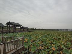 景点-东丽湖风景区