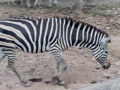 -清迈夜间动物园