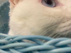 -纳吉亚猫专科动物医院·北北分院