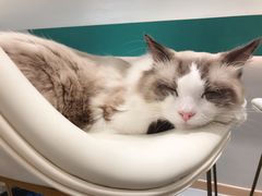-飞行喵MR PILOT|猫舍·猫咖(静安大融城店)