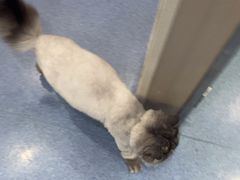 -佑安动物医院·全科·内窥镜中心(幸福巷店)