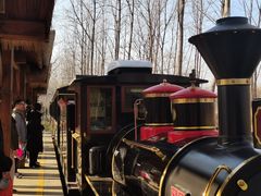 -合肥滨湖国家森林公园