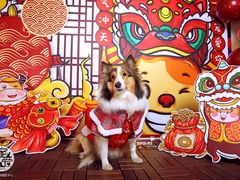 -超宠爱宠物摄影-Super pet