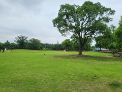 -上海滨江森林公园