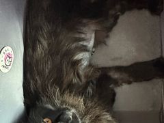 -美联众合动物医院·24h转诊中心