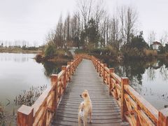 -桤木河湿地公园