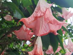 -悦见花开·花园里的火锅·露营·下午茶