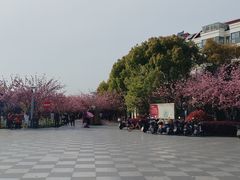 -高东镇樱花园