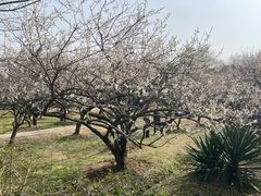 -香雪海