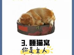 -纳吉亚猫专科动物诊疗中心(蒋宅口分院)